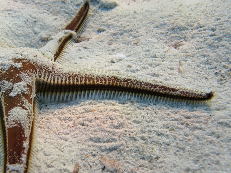 Astropecten bispinosus (Otto, 1823)